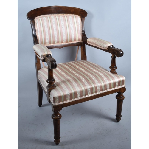 529 - An Edwardian Mahogany Framed Ladies Armchair with Regency Stripe Upholstery, Scroll Arms and Padded ... 