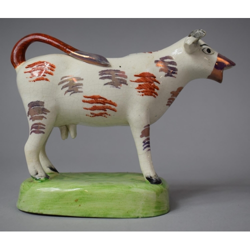 267 - A 19th Century Cow Creamer, Restored