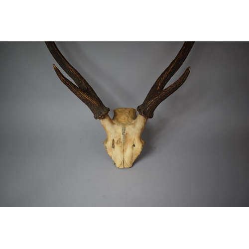 70 - A Taxidermy Six Point Trophy Antler, 74cms High