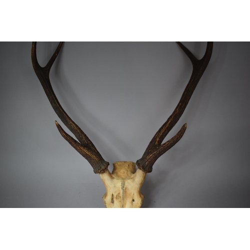 70 - A Taxidermy Six Point Trophy Antler, 74cms High