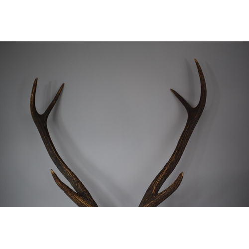 70 - A Taxidermy Six Point Trophy Antler, 74cms High