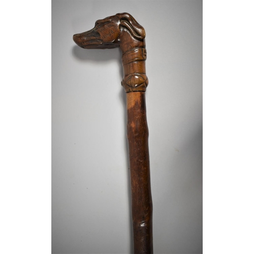 91 - A Late 19th Century Thorn Wood Walking Cane with Carved Greyhound Handle, 90cm Long