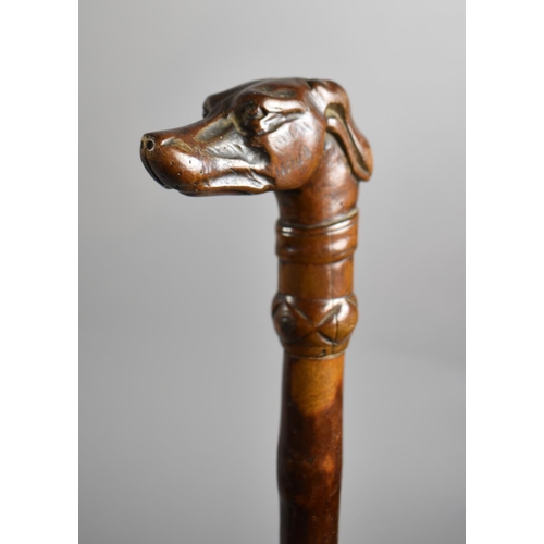 91 - A Late 19th Century Thorn Wood Walking Cane with Carved Greyhound Handle, 90cm Long