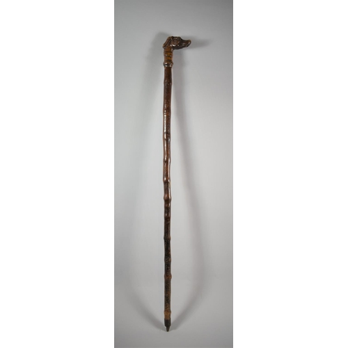 91 - A Late 19th Century Thorn Wood Walking Cane with Carved Greyhound Handle, 90cm Long