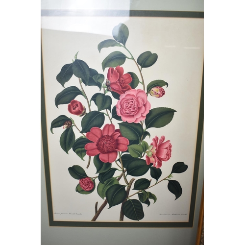 179 - A Set of Four Large Gilt Framed Botanic Prints of Roses, Each 56x40cm