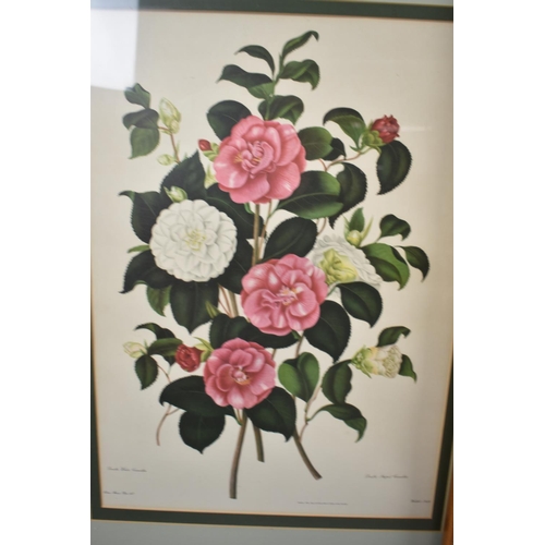 179 - A Set of Four Large Gilt Framed Botanic Prints of Roses, Each 56x40cm