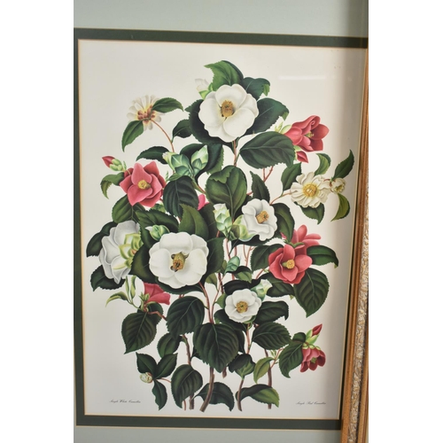 179 - A Set of Four Large Gilt Framed Botanic Prints of Roses, Each 56x40cm