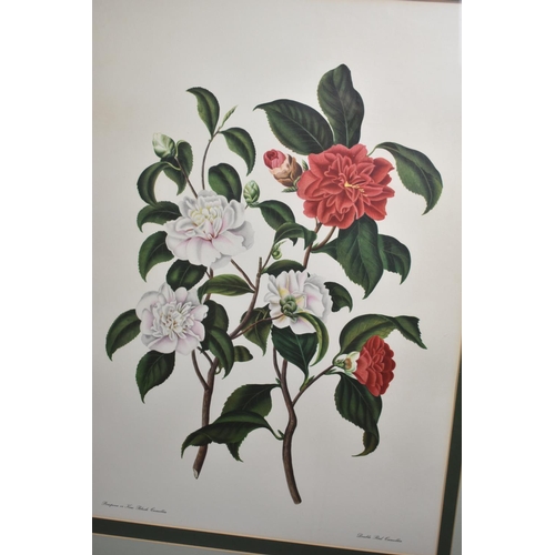 179 - A Set of Four Large Gilt Framed Botanic Prints of Roses, Each 56x40cm