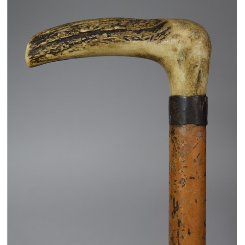 69 - A Bone Handled Walking Cane with Silver Plate Mount Inscribed Rev W Drawbrood, 82cm long