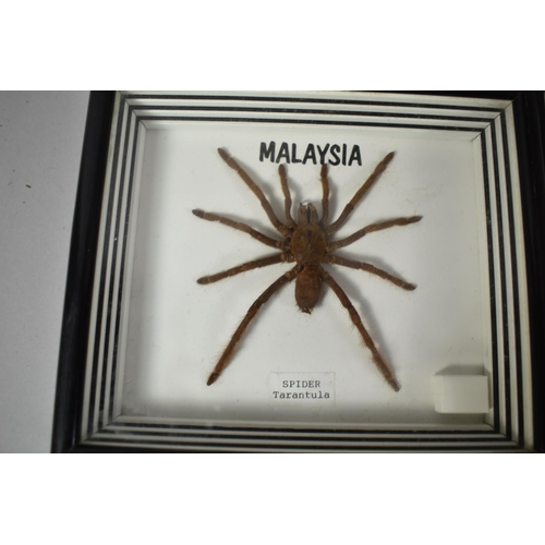 166 - A Collection of Three Malaysian Cased Insects to Include Tarantula Spider and Thorny Stick Insect