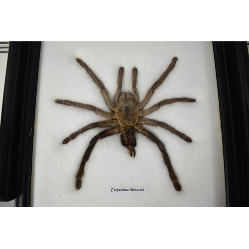 166 - A Collection of Three Malaysian Cased Insects to Include Tarantula Spider and Thorny Stick Insect