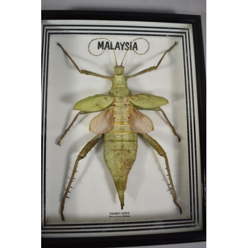 166 - A Collection of Three Malaysian Cased Insects to Include Tarantula Spider and Thorny Stick Insect