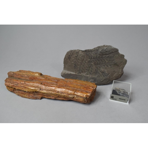 249 - A Fossilized Tree Branch, Fern Fossil and a Mineral Sample