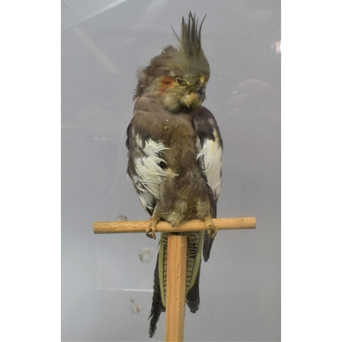 104 - A Taxidermy Study of a Cockatiel on Perch, In Need of Attention and Case Requiring Repair, 42cm high