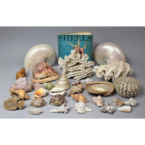 243 - A Collection of Various Seashells