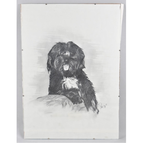 316 - A Mounted Pencil Sketch of a Dog Signed Steve '97, 60x42cm