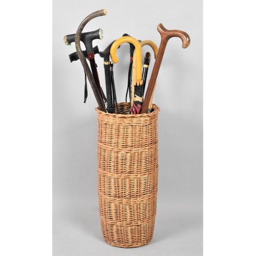 655 - A Cylindrical Wicker Stick Stand Containing Modern Walking Sticks and Umbrellas