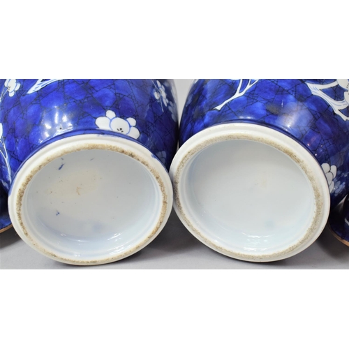 243 - A Pair of 19th Century Chinese Blue and White Prunus Pattern Lidded Vases of Balster Form, Various C... 