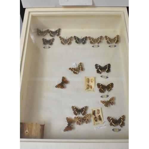 470 - A Five Drawer Entomology Cabinet Containing Moths, Pupar and Butterflies, all Labelled, 30x38x57cm