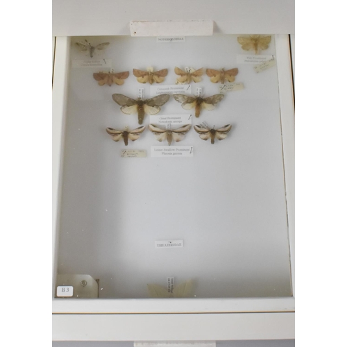 470 - A Five Drawer Entomology Cabinet Containing Moths, Pupar and Butterflies, all Labelled, 30x38x57cm