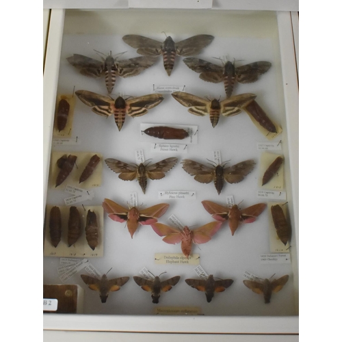 470 - A Five Drawer Entomology Cabinet Containing Moths, Pupar and Butterflies, all Labelled, 30x38x57cm