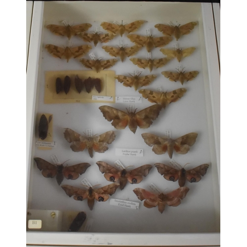 470 - A Five Drawer Entomology Cabinet Containing Moths, Pupar and Butterflies, all Labelled, 30x38x57cm