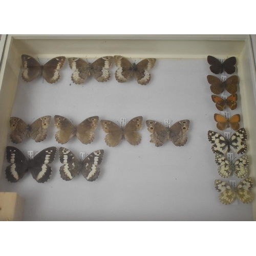 471 - A Ten Drawer Entomology Cabinet Containing Labeled Butterfly Specimens etc