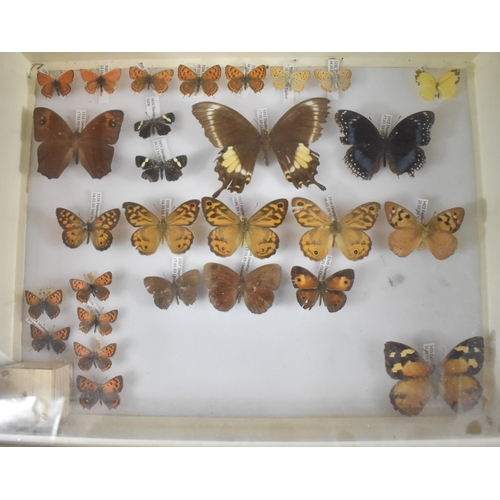 471 - A Ten Drawer Entomology Cabinet Containing Labeled Butterfly Specimens etc