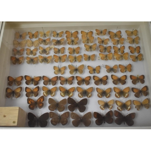 471 - A Ten Drawer Entomology Cabinet Containing Labeled Butterfly Specimens etc