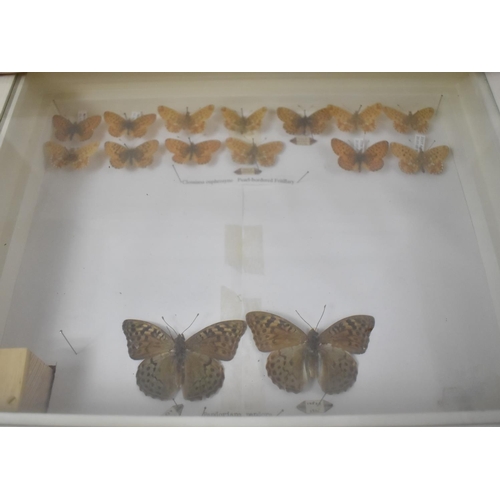 471 - A Ten Drawer Entomology Cabinet Containing Labeled Butterfly Specimens etc