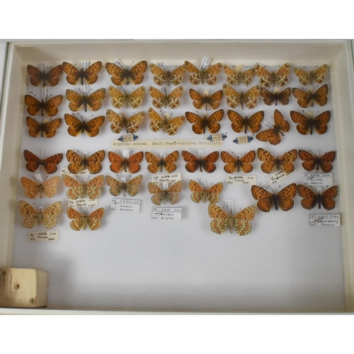 471 - A Ten Drawer Entomology Cabinet Containing Labeled Butterfly Specimens etc