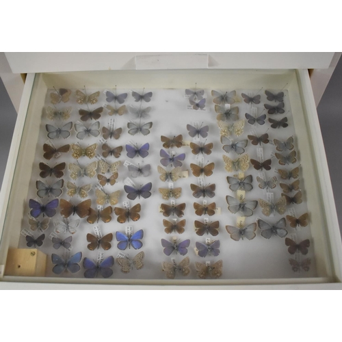 471 - A Ten Drawer Entomology Cabinet Containing Labeled Butterfly Specimens etc