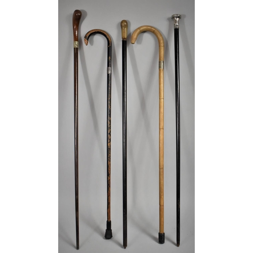 580 - A Collection of Various Walking Sticks to include Silver Mounted and Collared Example