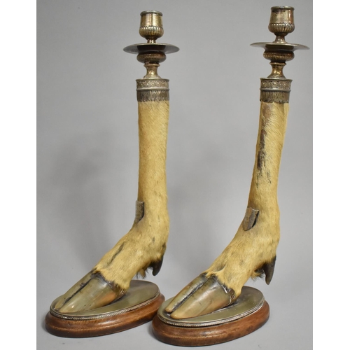 7 - A Pair of Late 19th Century Silver Mounted Table Candlesticks, Each in the Form of Deer Hoof with Sh... 