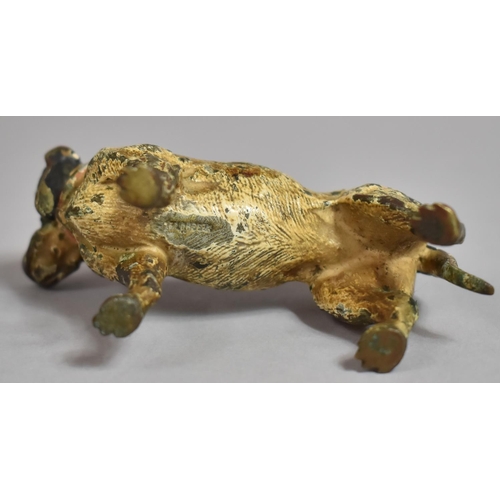 263 - A Late 19th/Early 20th Century Cold Painted Bronze Study of Dog in the Manner of Bergmann, 9cm Long,... 