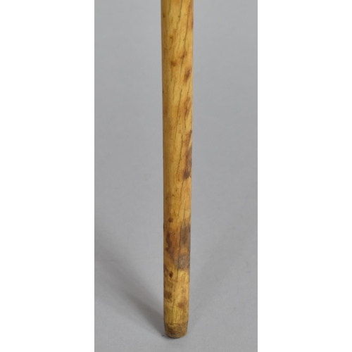 43 - A Late 18th/Early 19th Century Carved and Inlaid Whale Bone Sailor's Walking Cane having Centre Spir... 