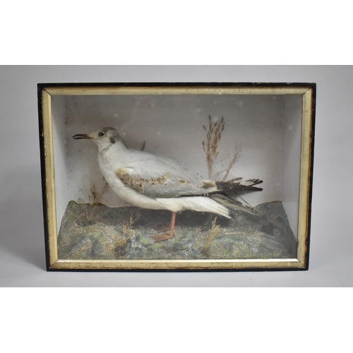 16 - A Cased Taxidermy Study of a Seagull on Naturalistic Base, 43x14.5x37cms High