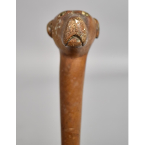 218 - A Late 19th/Early 20th century Carved Walking Stick with Carved Greyhound Handle. 81cms Long