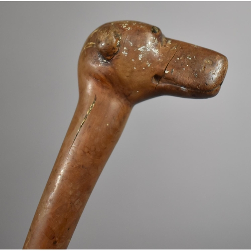 218 - A Late 19th/Early 20th century Carved Walking Stick with Carved Greyhound Handle. 81cms Long