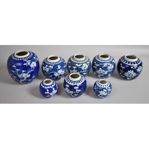 386 - A Collection of Eight Chinese Blue and White Prunus Pattern Ginger Jars, Various Ages, Tallest 17cms... 