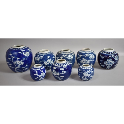 386 - A Collection of Eight Chinese Blue and White Prunus Pattern Ginger Jars, Various Ages, Tallest 17cms... 