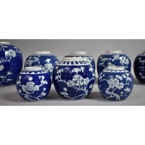 386 - A Collection of Eight Chinese Blue and White Prunus Pattern Ginger Jars, Various Ages, Tallest 17cms... 