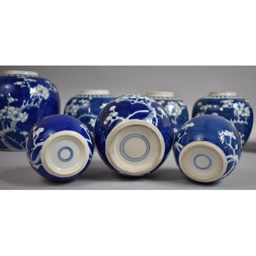 386 - A Collection of Eight Chinese Blue and White Prunus Pattern Ginger Jars, Various Ages, Tallest 17cms... 