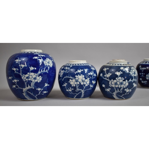 386 - A Collection of Eight Chinese Blue and White Prunus Pattern Ginger Jars, Various Ages, Tallest 17cms... 