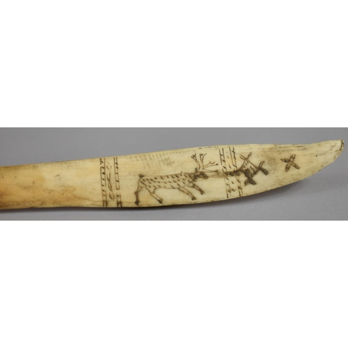 33 - A North American Inuit Carved Bone Hunting Knife decorated with Scrimshaw Reindeer. 24.5cms Long