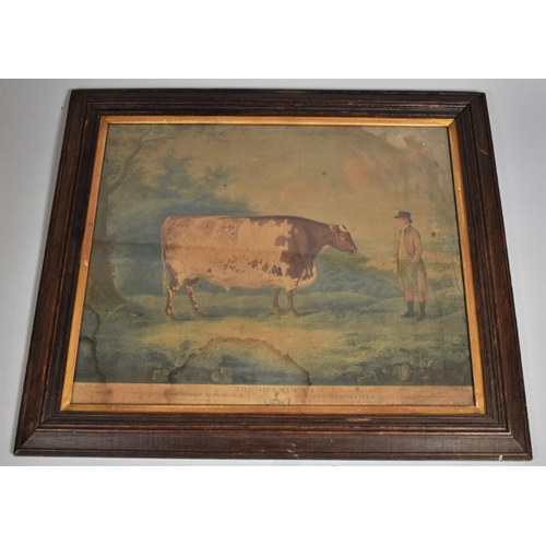 221 - An Oak Framed Coloured Engraving 'The Durham Ox' After John Boultbee (Water Damage) Engraved by John... 