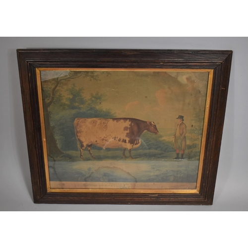 221 - An Oak Framed Coloured Engraving 'The Durham Ox' After John Boultbee (Water Damage) Engraved by John... 