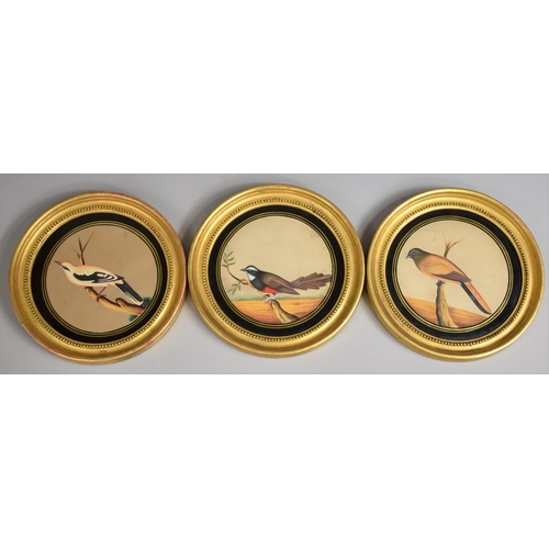 228 - A Set of Three Gilt Framed Circular Paintings on Mica Depicting Indian Birds