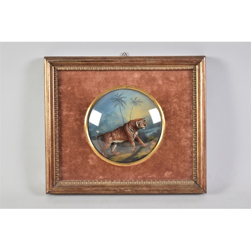 229 - A 19th Century Framed English Reverse Painting on Convex Glass Dome, Trotting Tiger Over Jungle Scen... 