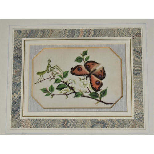 232 - A Pair of Gilt Framed Paintings on Silk, Detailed Studies of Butterflies, Each 15x10cms